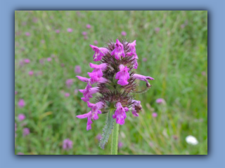 Betony seen in field near mill pond. 30th July 2023 3.jpg